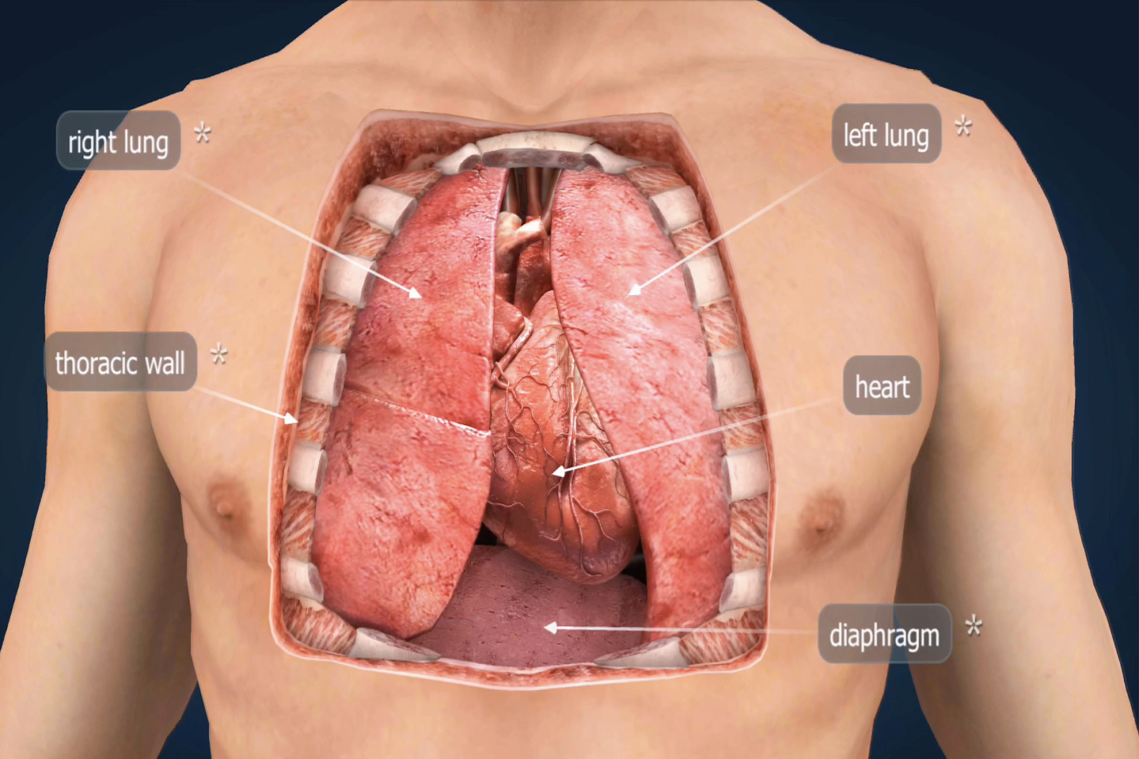 benign and malignant mediastinal tumours