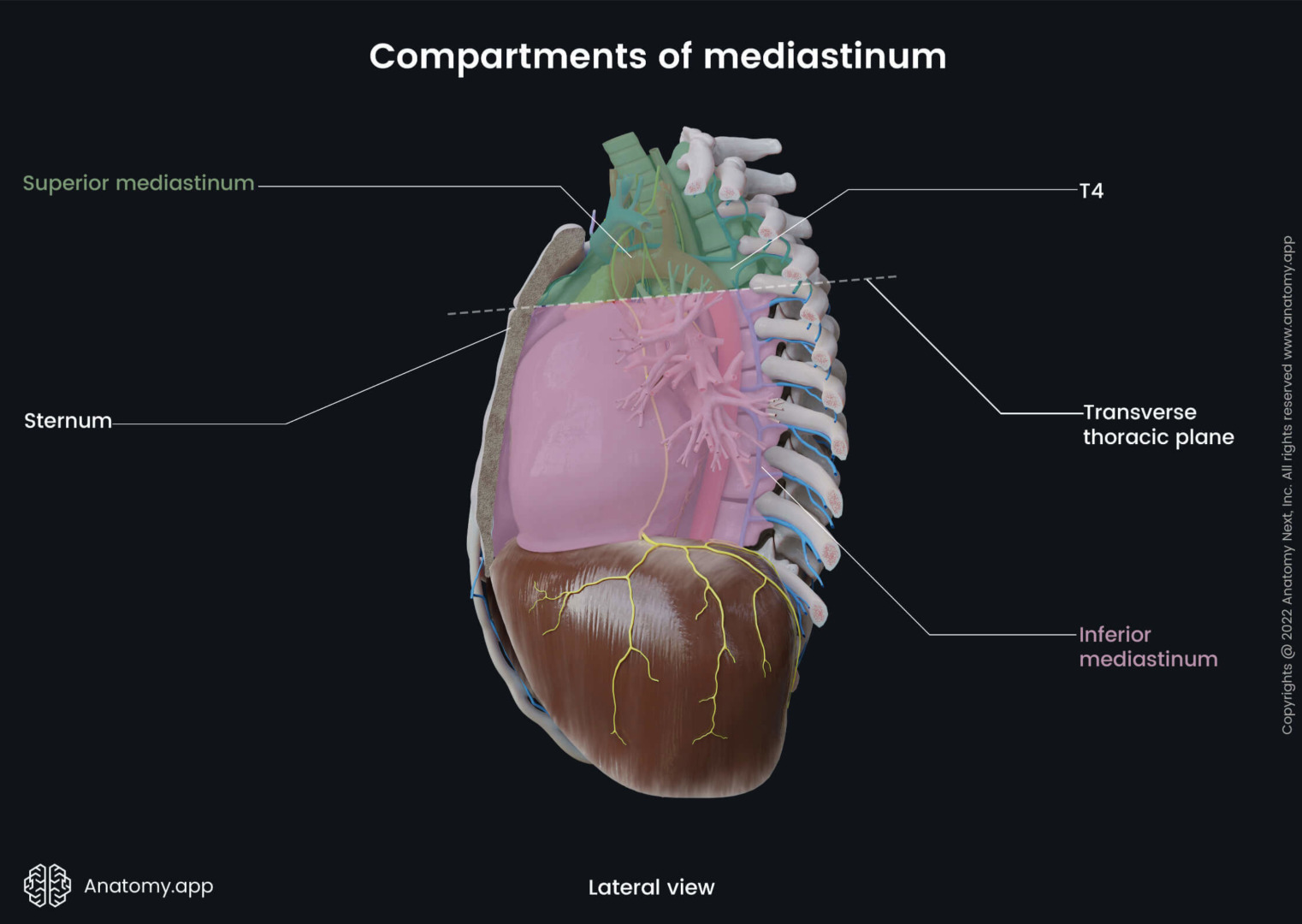 what causes a mediastinal mass